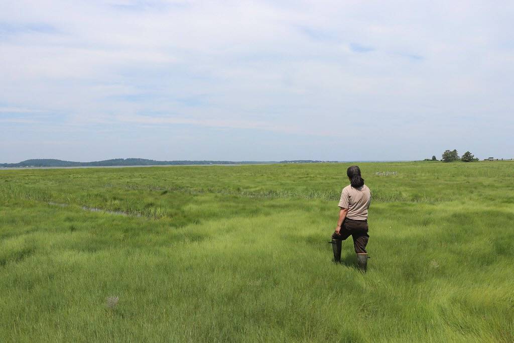 Saltmarsh sparrow habitat at Parker River National Wildlife Refuge by U. S. Fish and Wildlife Service - Northeast Region is marked with Public Domain Mark 1.0.